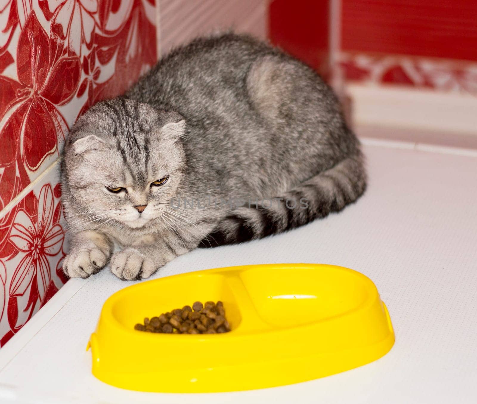 cat Scottish-fold next to a bowl of food, beautiful purebred domestic cats, a cat eats, a cat in the house