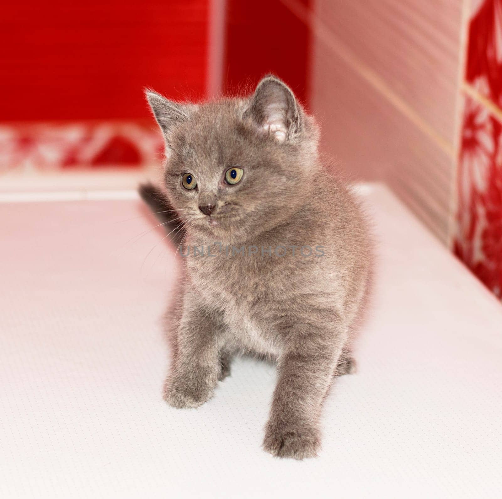 playful grey Scottish kitten, beautiful purebred domestic kittens, kittens in the house, kitten in the bathroom