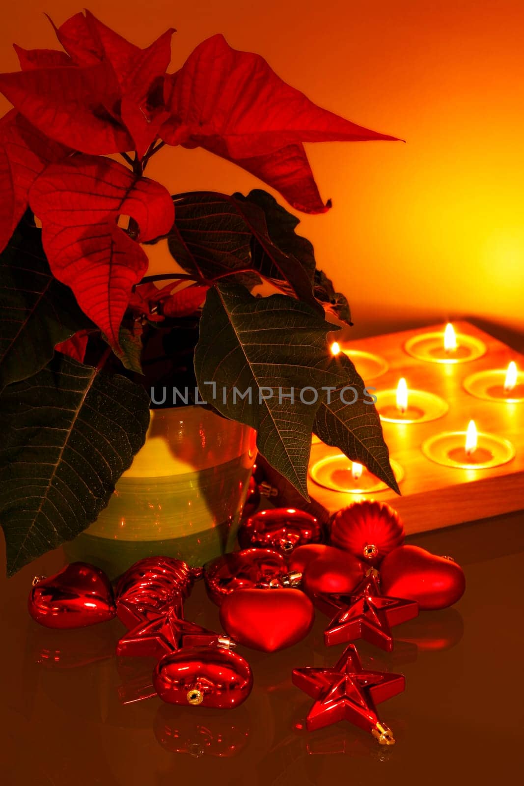 Poinsettia