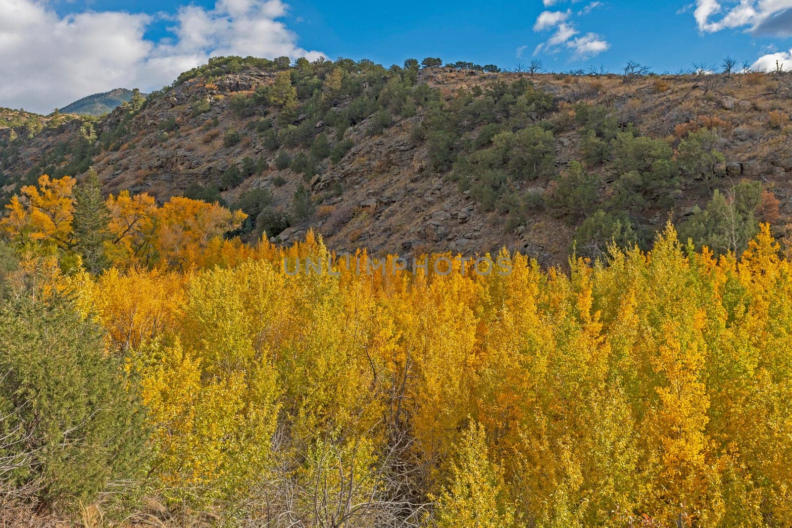 Fall Colors on the Aspen in a Mountain Canyon in Grend Sand Dunes National Park in Colorado