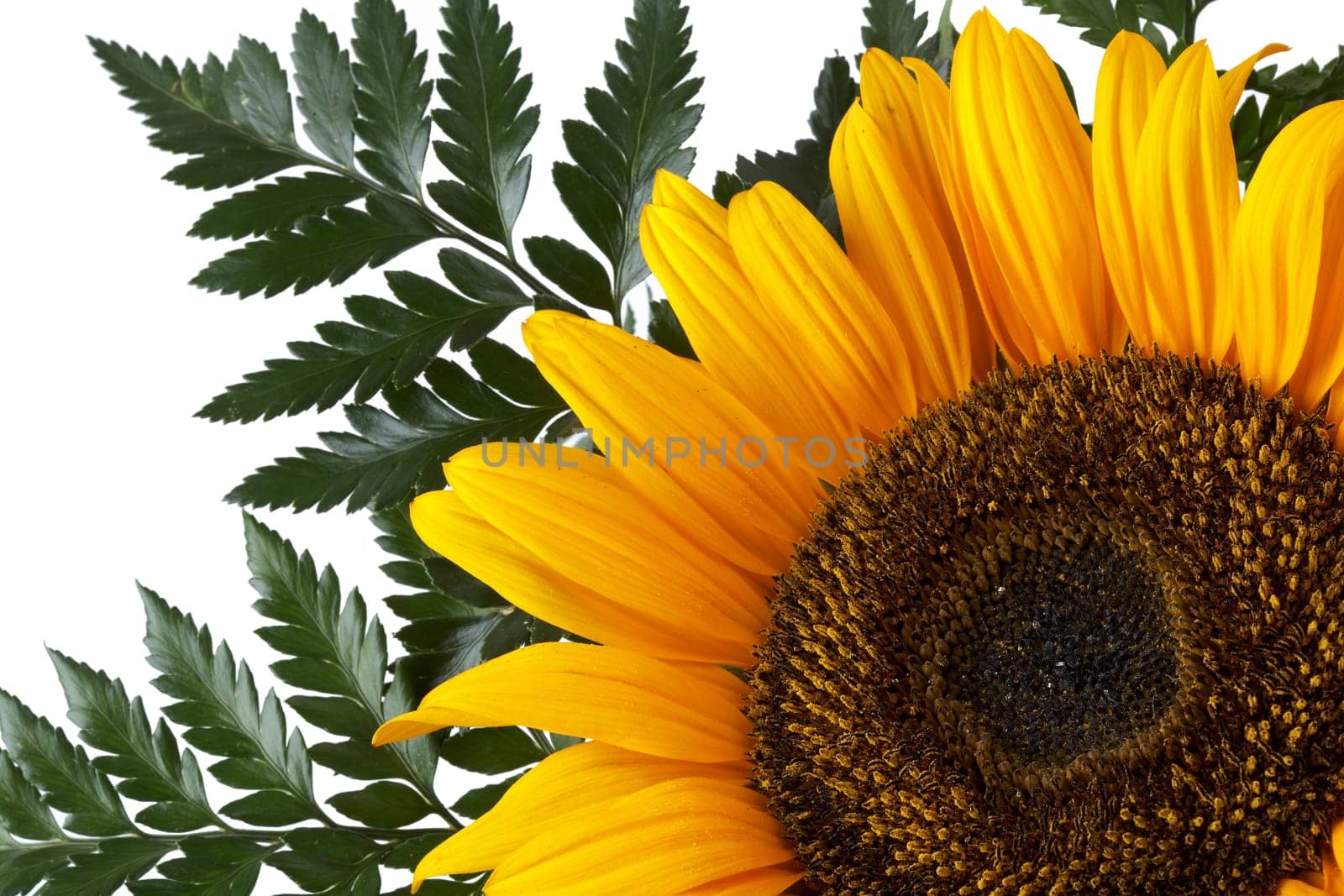 Sunflower cut-out I.