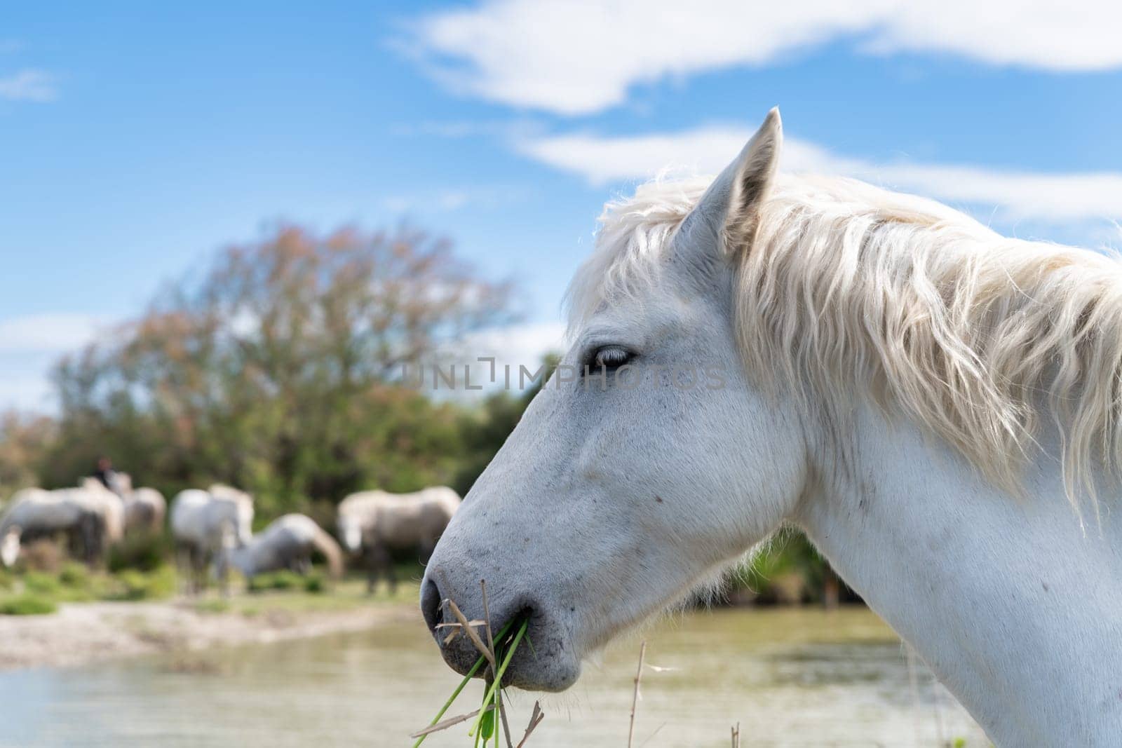 white horses in Camargue, France near Les salines, France