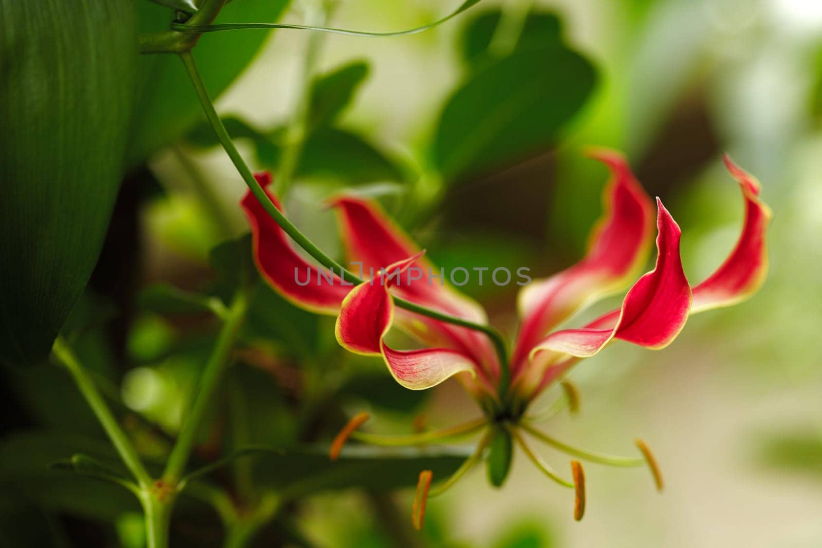 Exotic orchid VI.