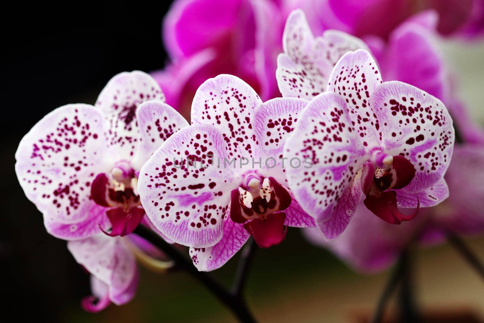 Exotic orchid III.