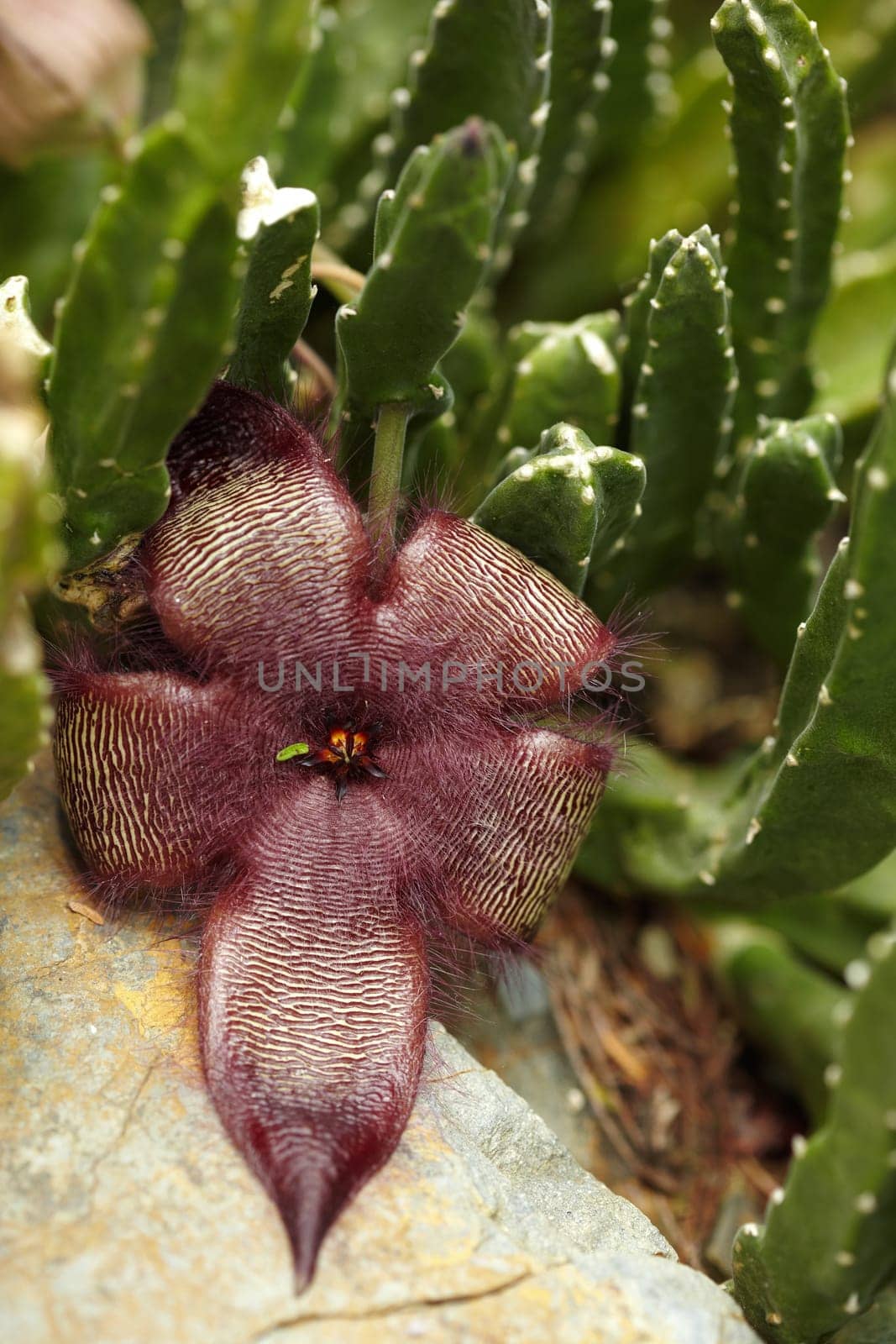 Exotic orchid I.