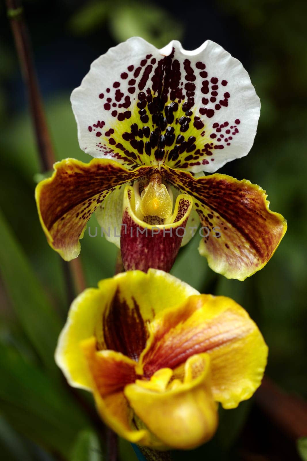 Exotic orchid XIII.