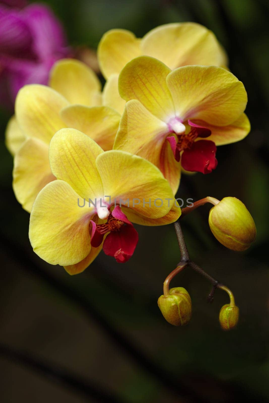 Exotic orchid X.