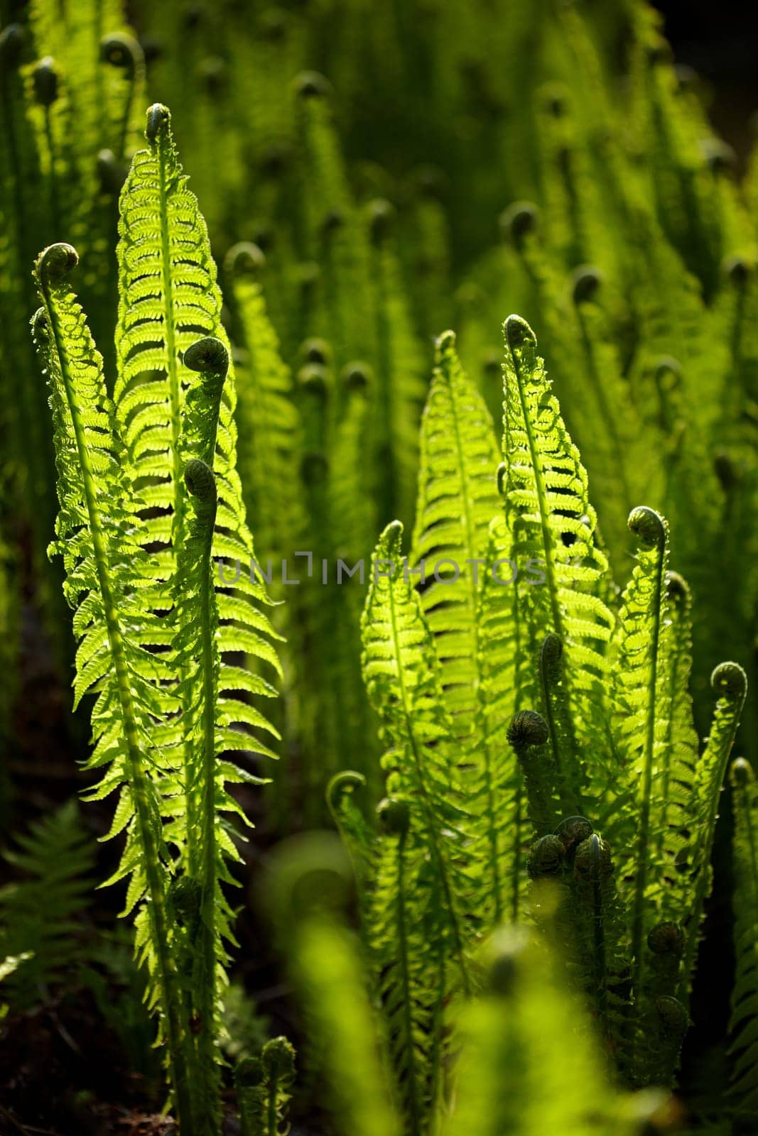 Fern in backlight