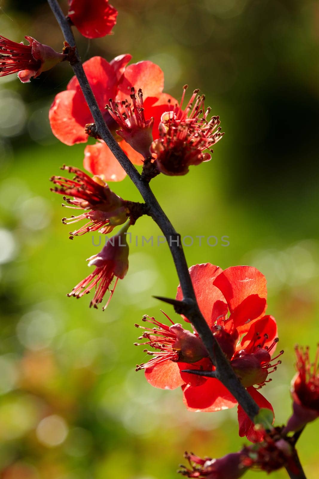 Quince tree I.