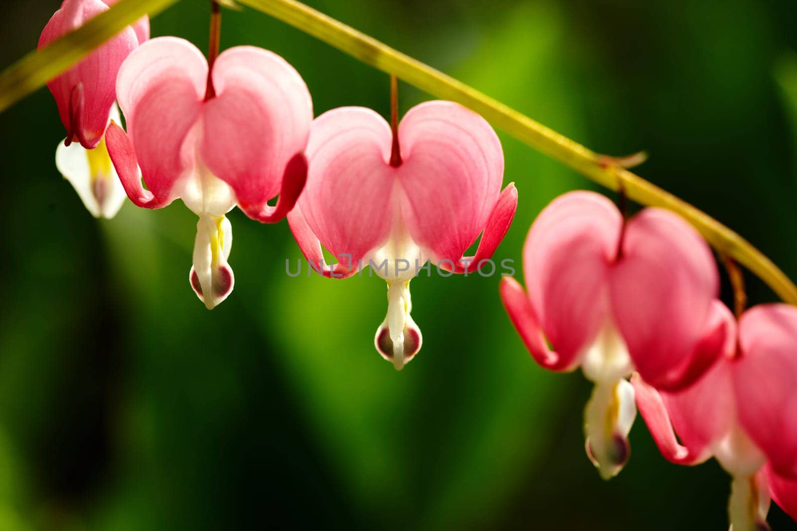 The Heart Flower