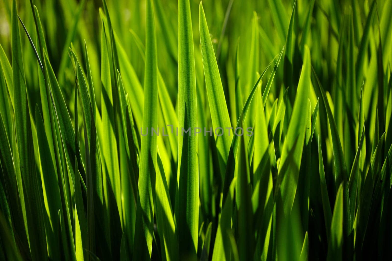 Sedge