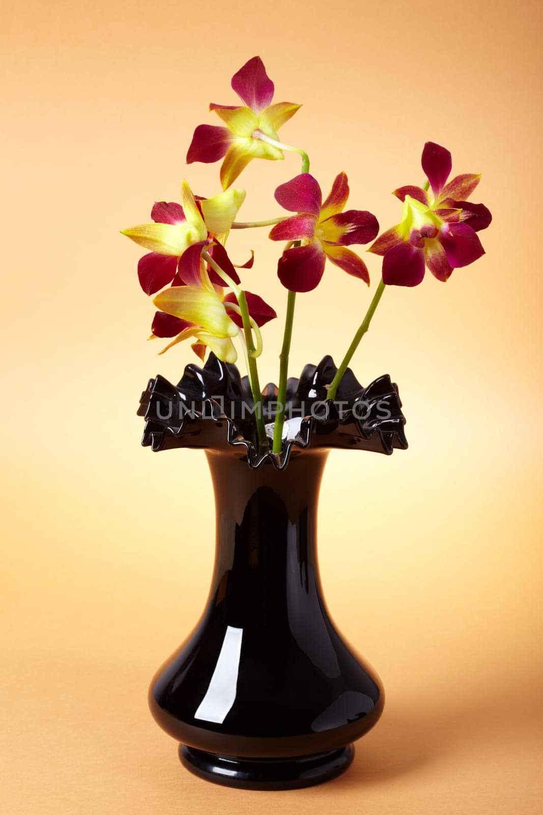 Weinrote Orchidee IV.