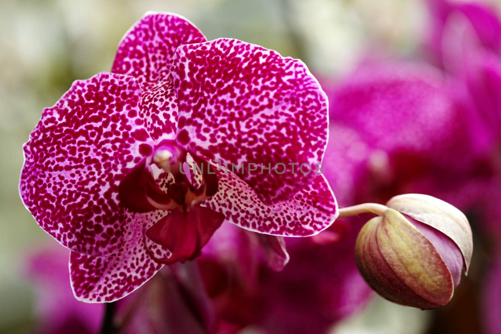 Exotic orchid II.