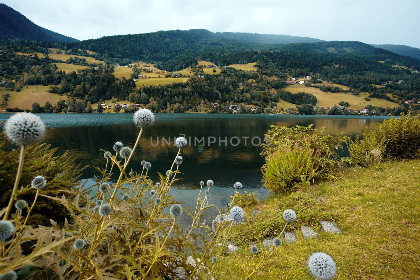 Field by the lake