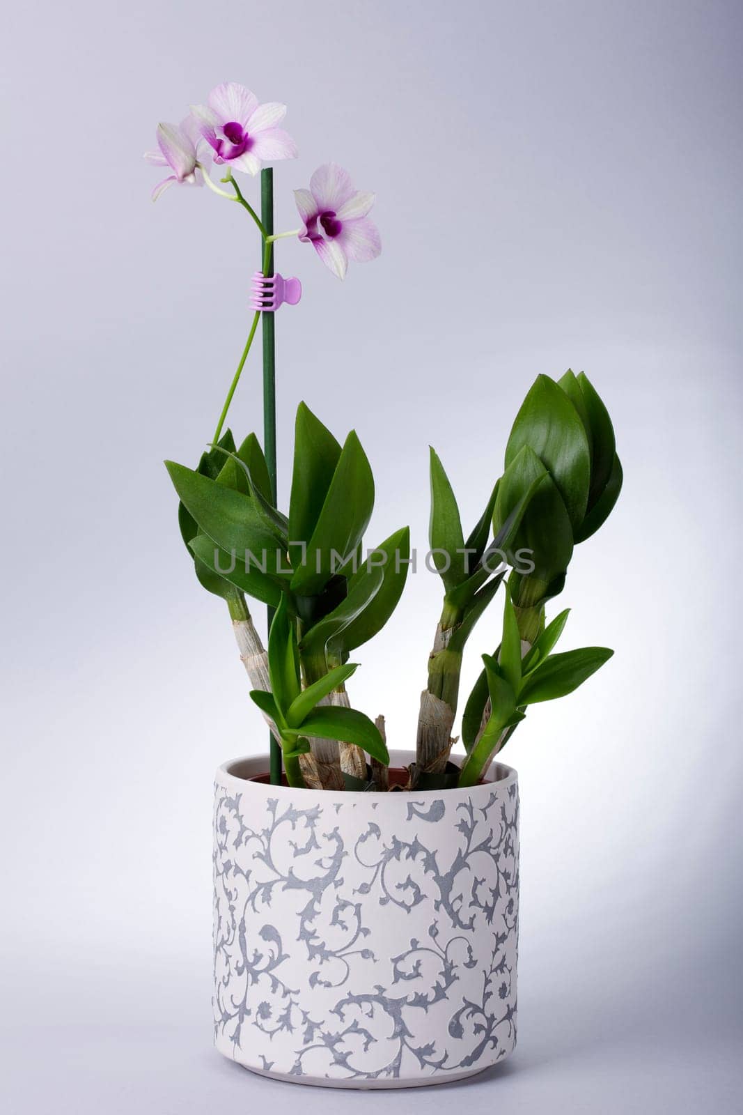 Orchid with rose blossom