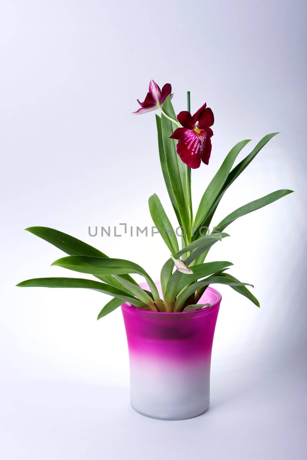Orchid Miltonia I
