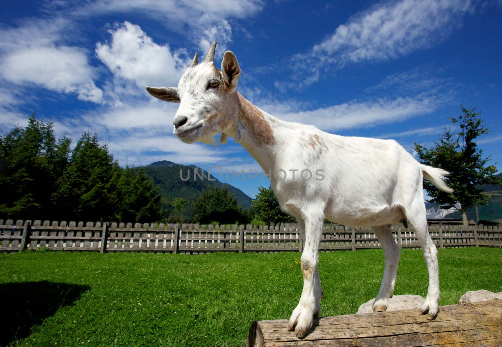 Portrait of goat