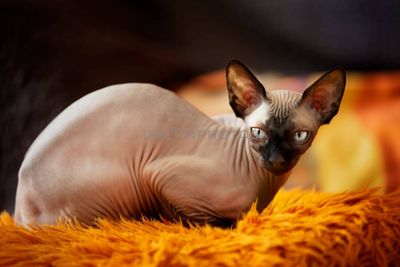 Kitten Sphynx