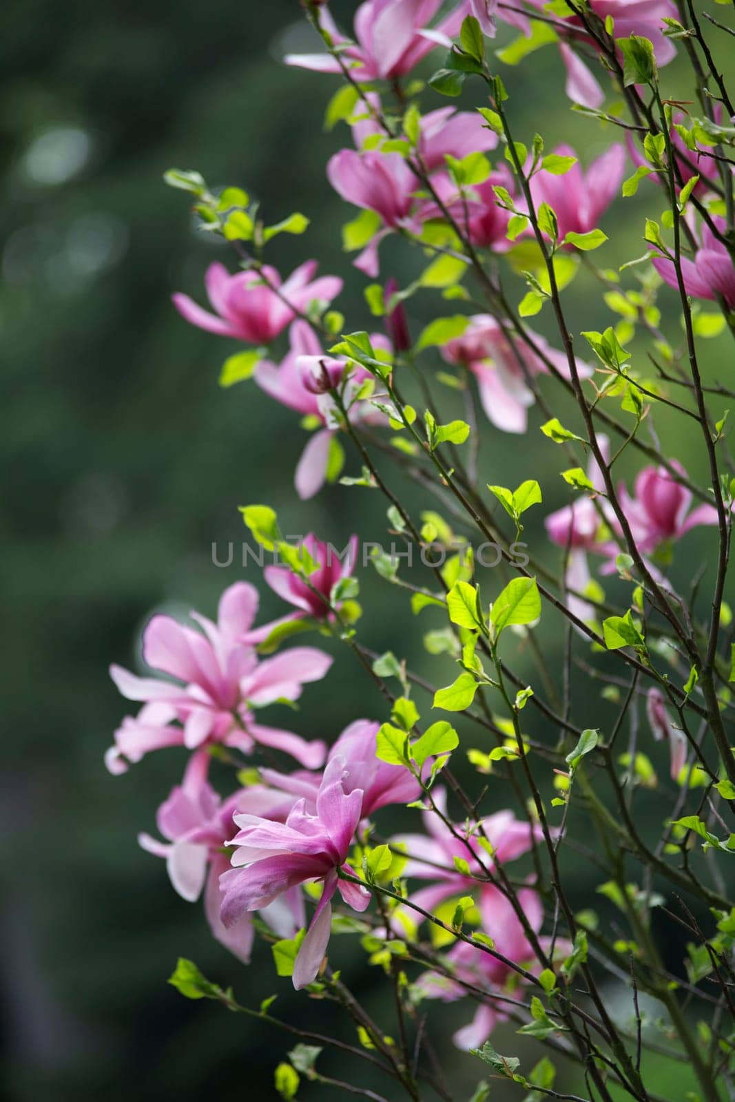 Magnolia III