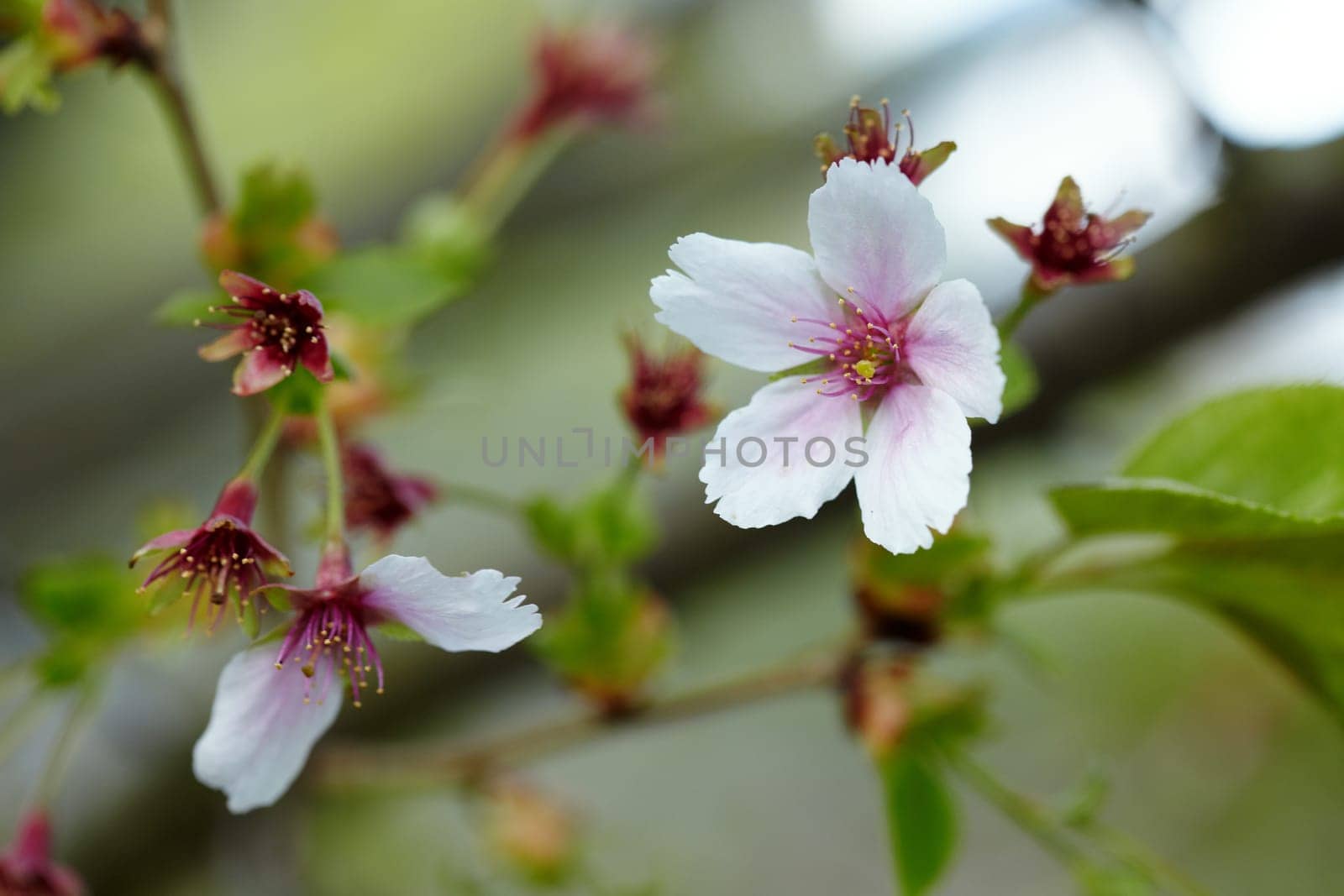 Branch of apple tree