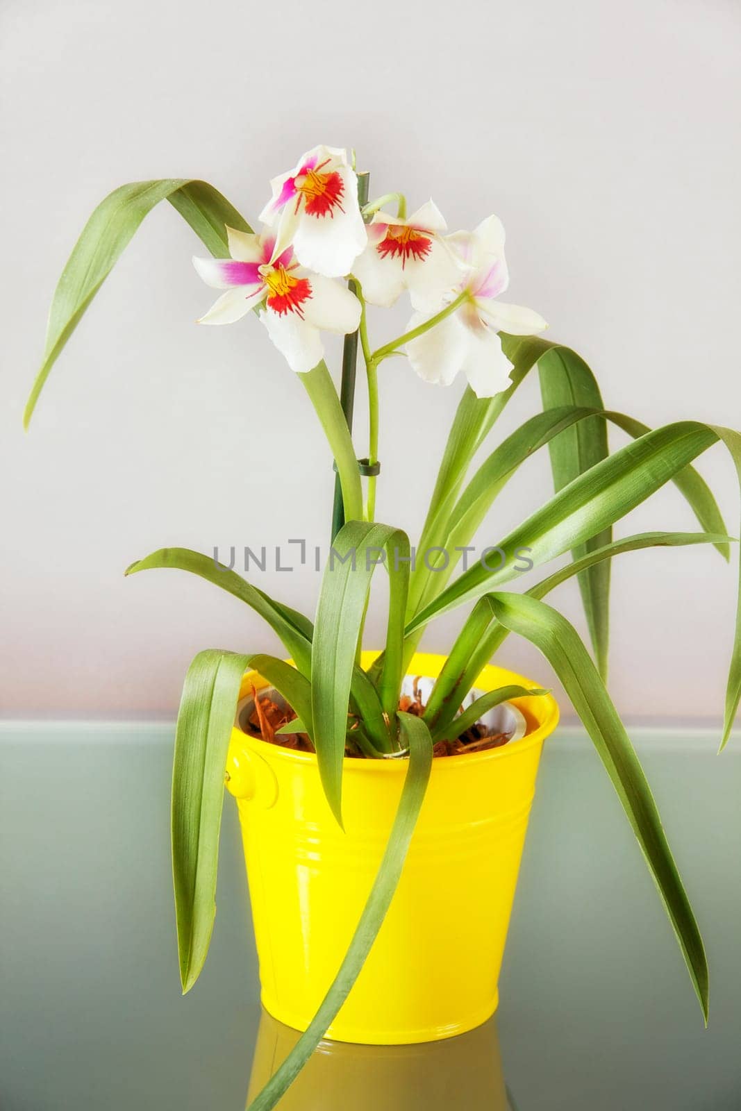 Miltonia white