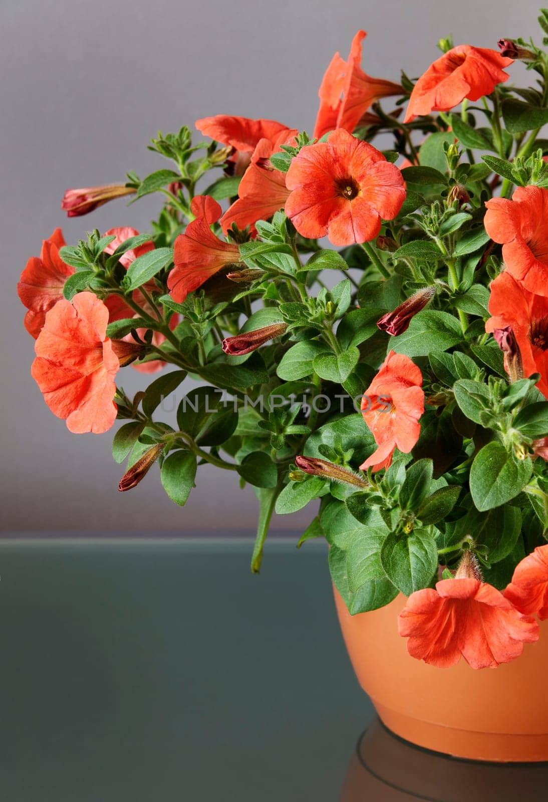 Red Petunia in flowerpot