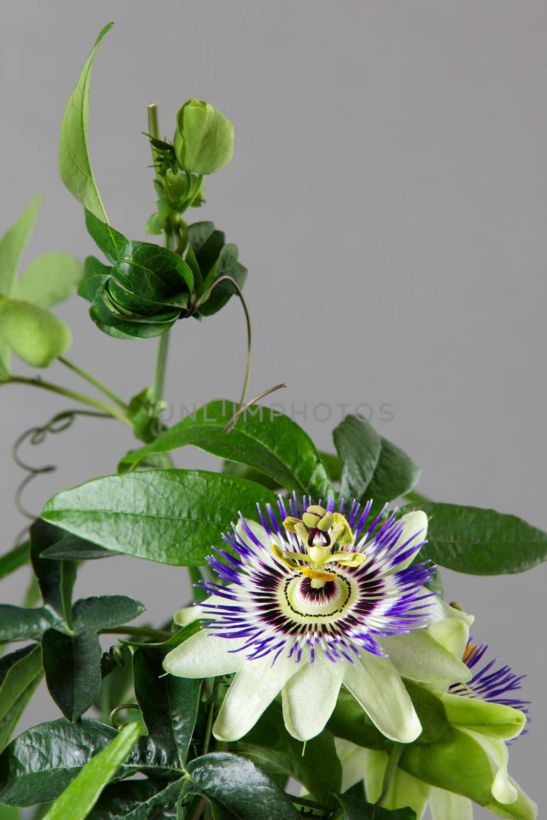 Passionflower I