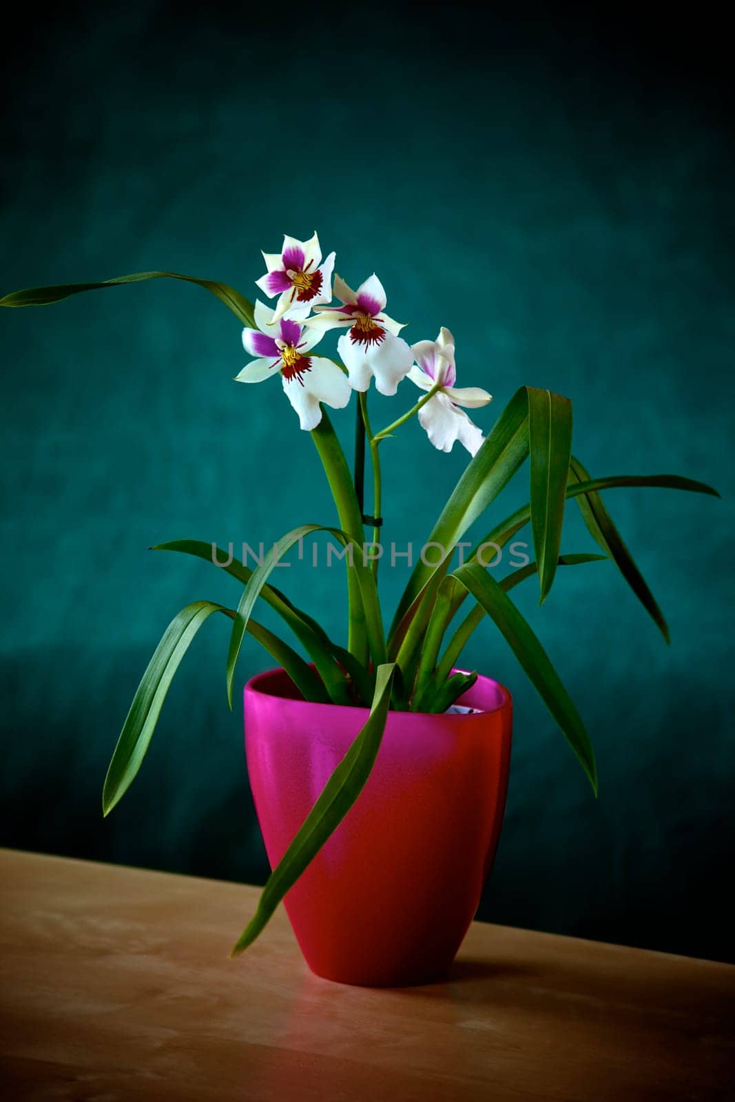 Orchid white Miltonia
