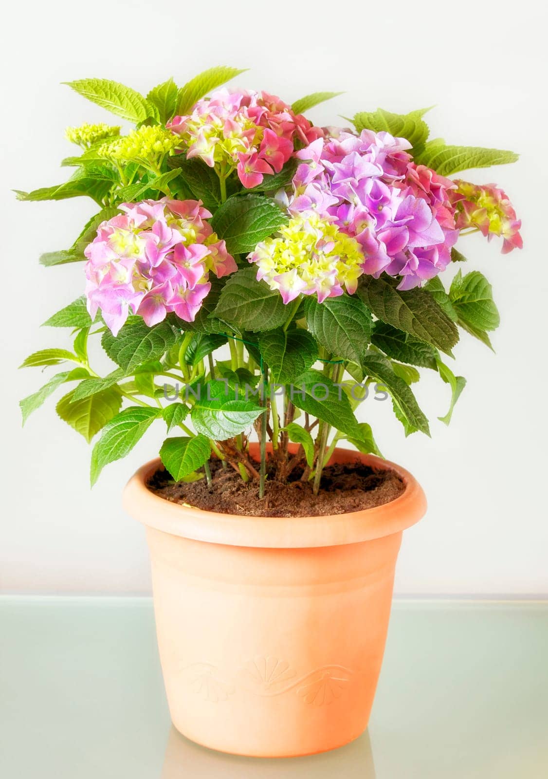 Hydrangea II