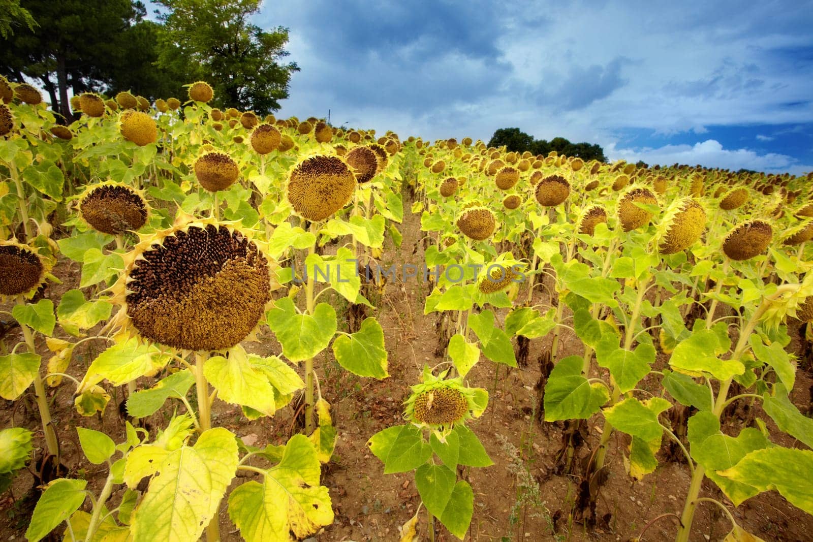 Field of sunflowers