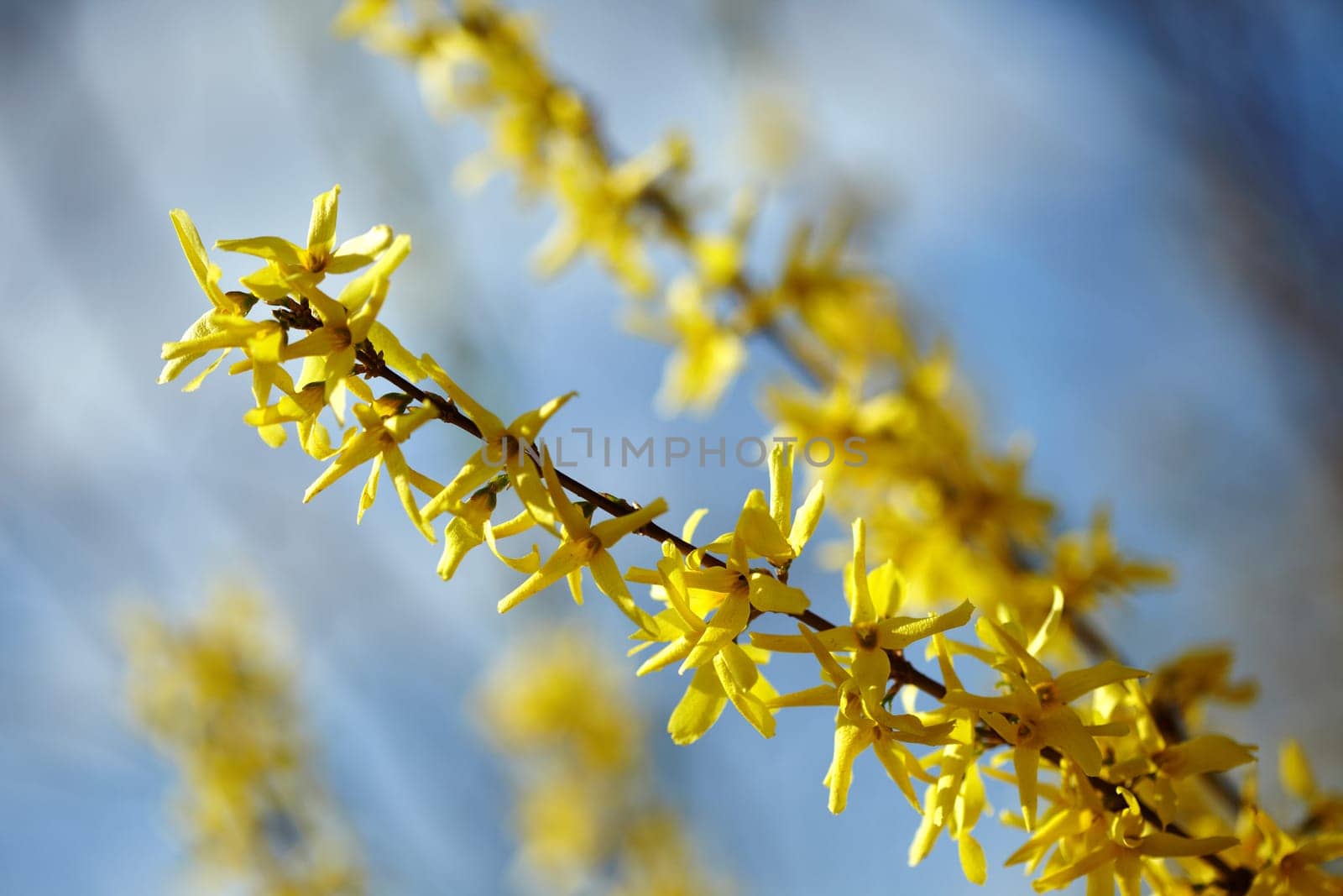 Blooming Forsythia