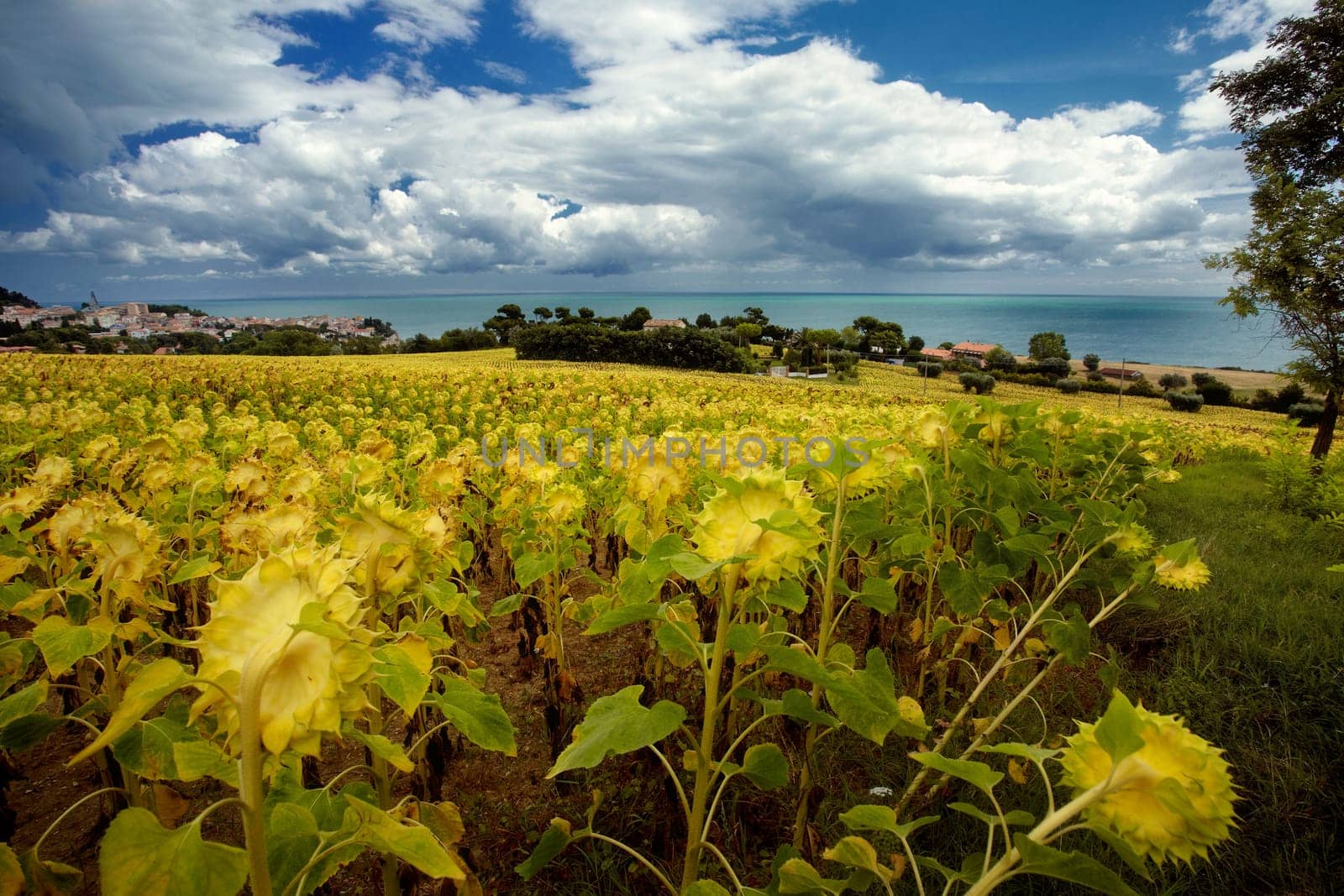 Field of sunflowers