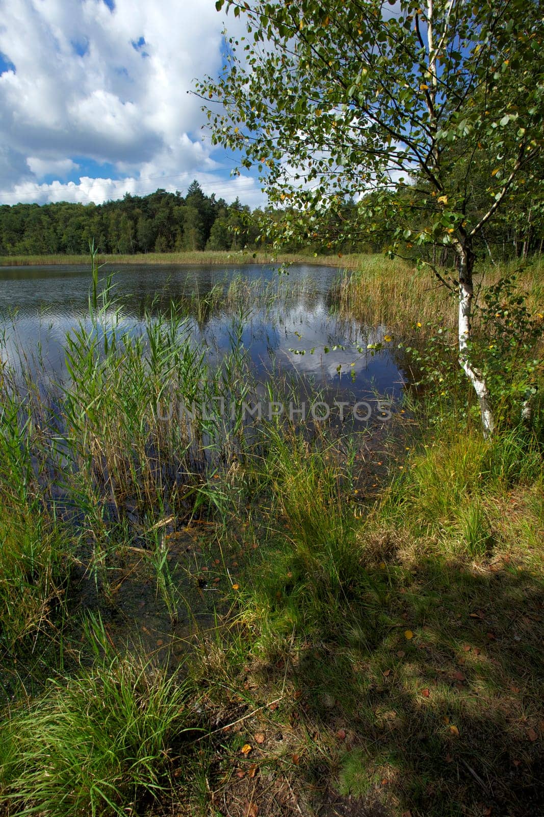Pond Kamenny