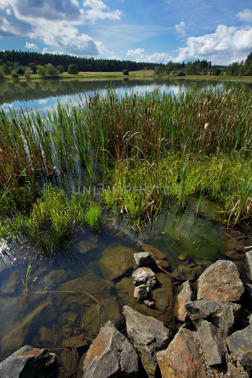 Pond Kosinar