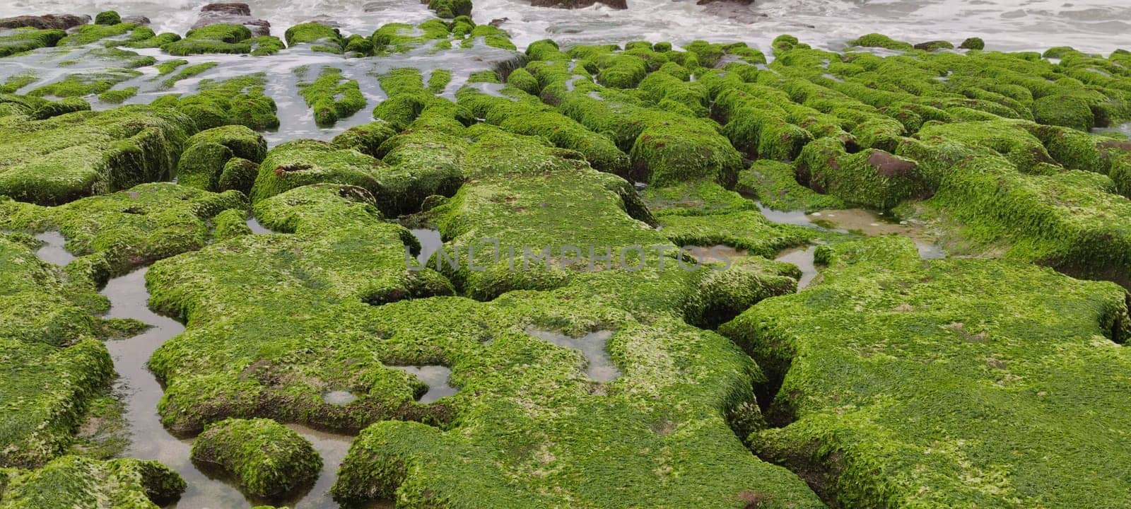 The Laomei Green Stone Trough is located in Shimen District on the North Coast, Every April and May, because the northeast monsoon slowly weakens, the local rock trough scientific name: tidal trench and sea erosion trench is covered with a large green seaweed