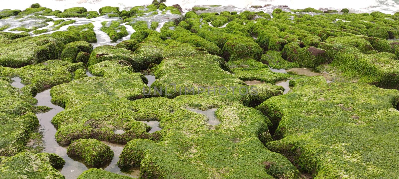 The Laomei Green Stone Trough is located in Shimen District on the North Coast, Every April and May, because the northeast monsoon slowly weakens, the local rock trough scientific name: tidal trench and sea erosion trench is covered with a large green seaweed