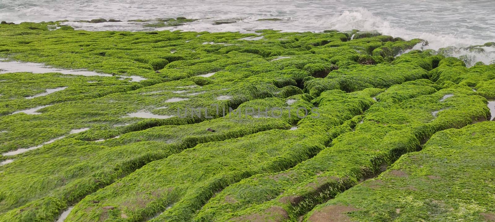 The Laomei Green Stone Trough is located in Shimen District on the North Coast, Every April and May, because the northeast monsoon slowly weakens, the local rock trough scientific name: tidal trench and sea erosion trench is covered with a large green seaweed