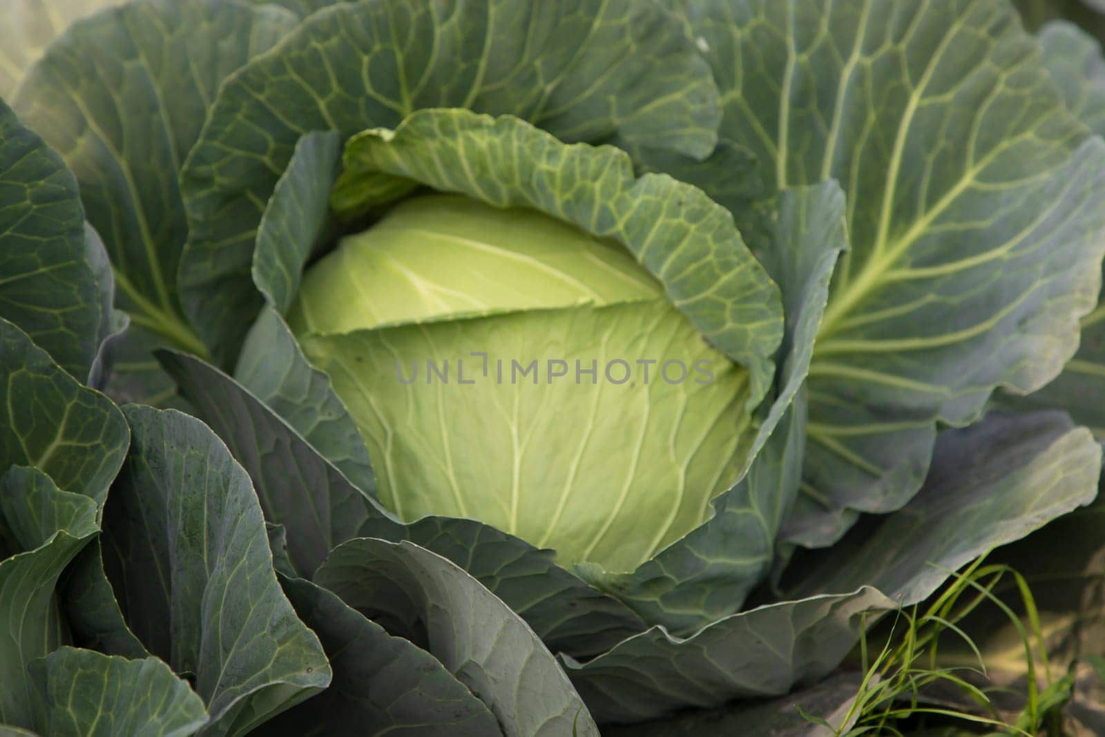 Organic farming of fresh green cabbage plantation. vegetarian cabbage on the field ready to harvest and salad. Natural Agriculture Background view