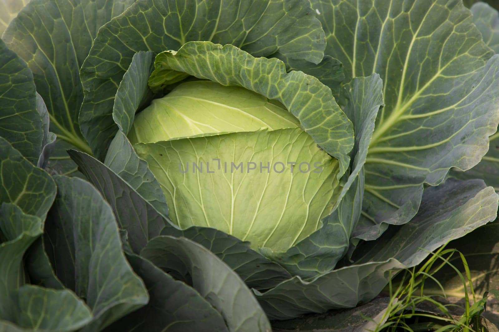 Organic farming of fresh green cabbage plantation. vegetarian cabbage on the field ready to harvest and salad. Natural Agriculture Background view