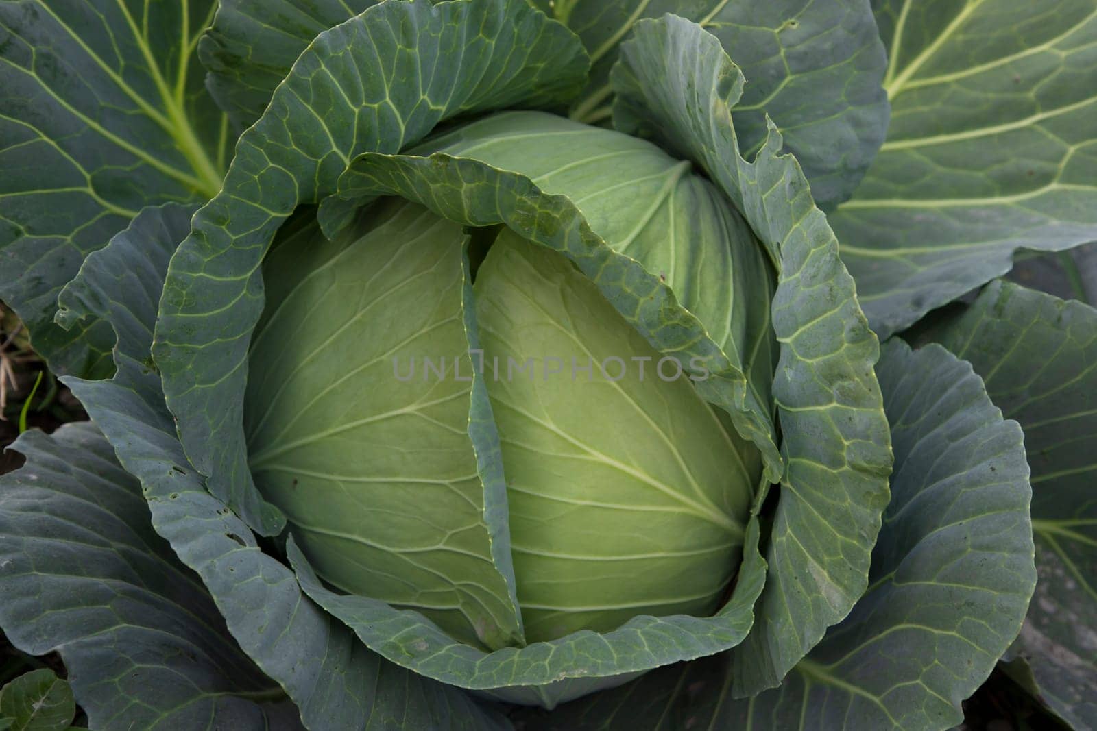 Organic farming of fresh green cabbage plantation. vegetarian cabbage on the field ready to harvest and salad. Natural Agriculture Background view