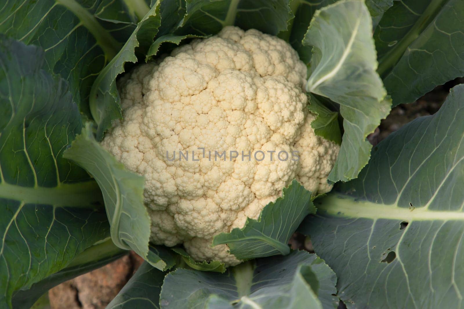 Fresh Cauliflower the raw vegetable grows in organic soil in the garden. Organic farming of fresh cauliflower plantation.  Natural Agriculture Background view