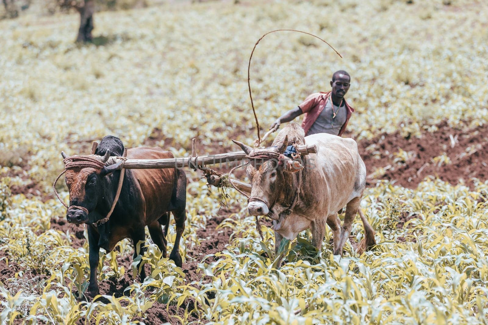 Southern Nations Region, Ethiopia - May 10, 2019: Unknown poor Ethiopian farmer cultivates a field with a traditional primitive wooden plow pulled by cows. May 10. 2019 in Southern Nations , Ethiopia