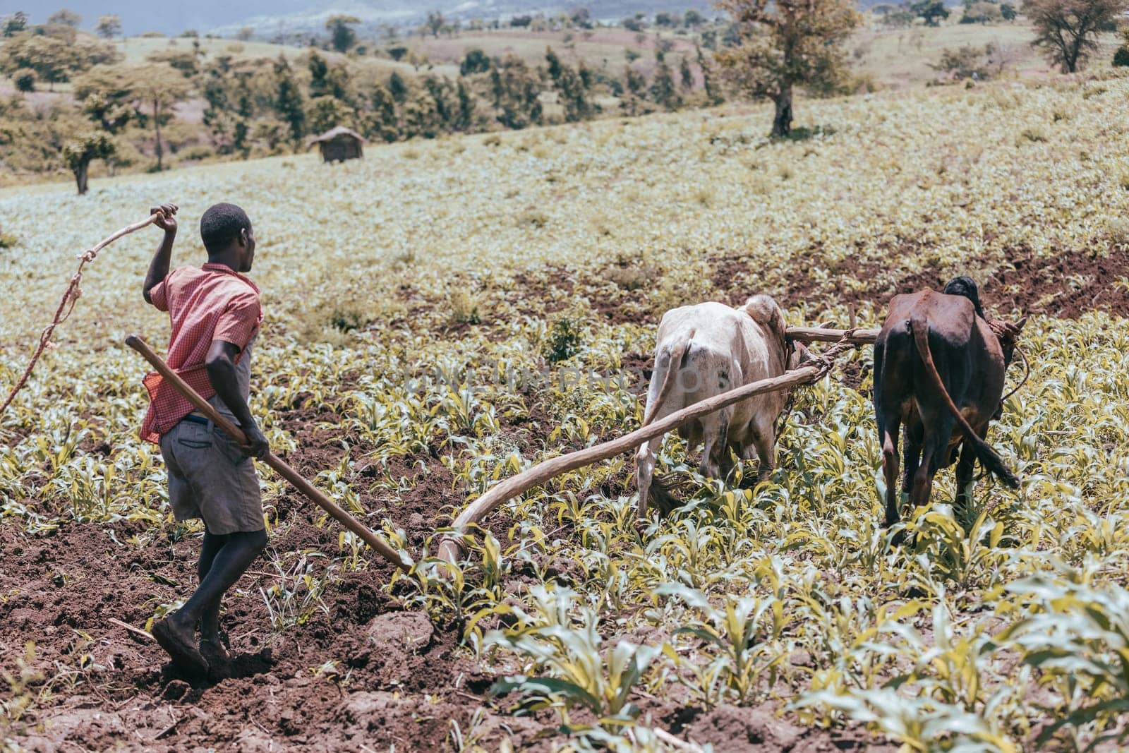Southern Nations Region, Ethiopia - May 10, 2019: Unknown poor Ethiopian farmer cultivates a field with a traditional primitive wooden plow pulled by cows. May 10. 2019 in Southern Nations , Ethiopia