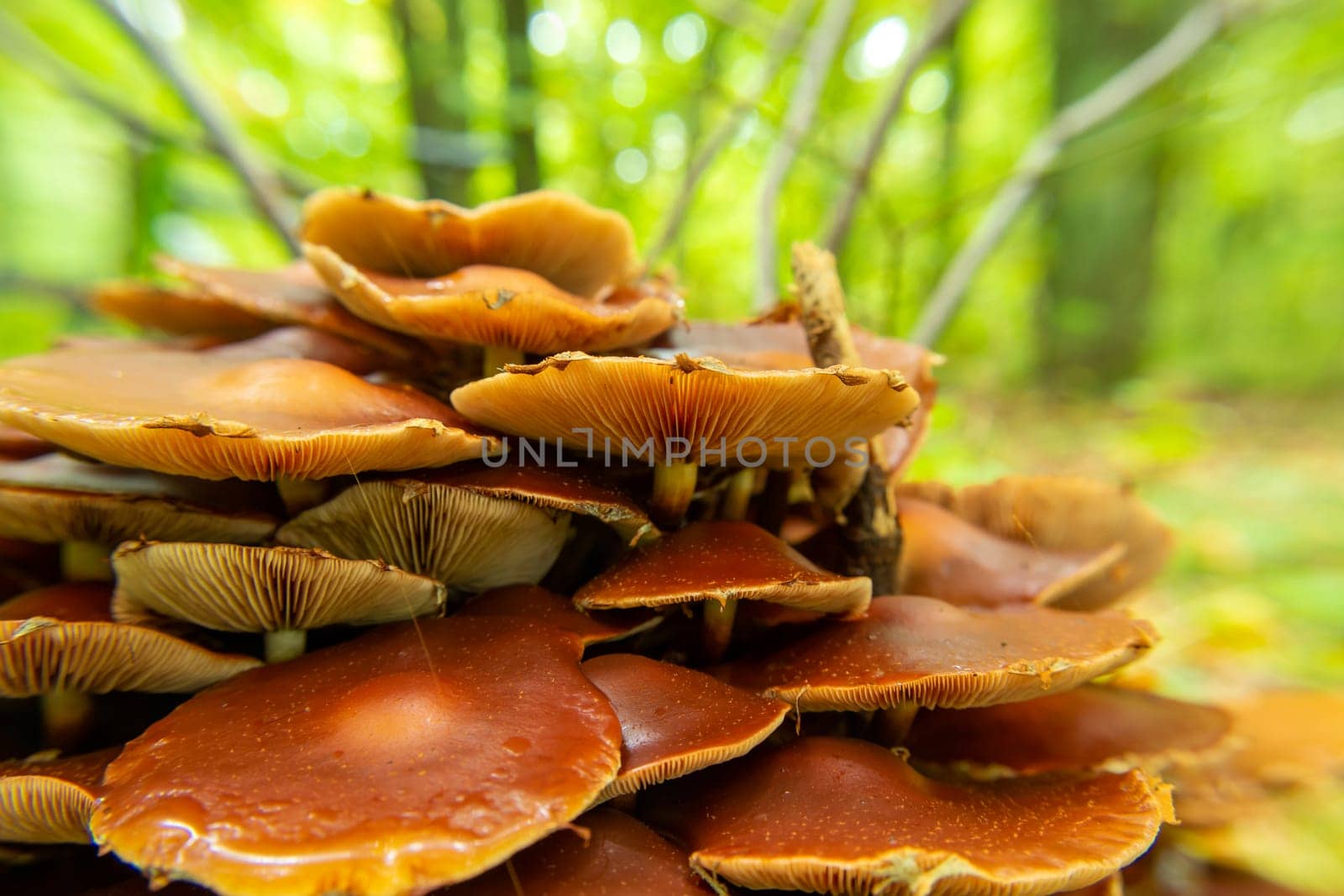 A group of brown mushrooms with gills, autumn view