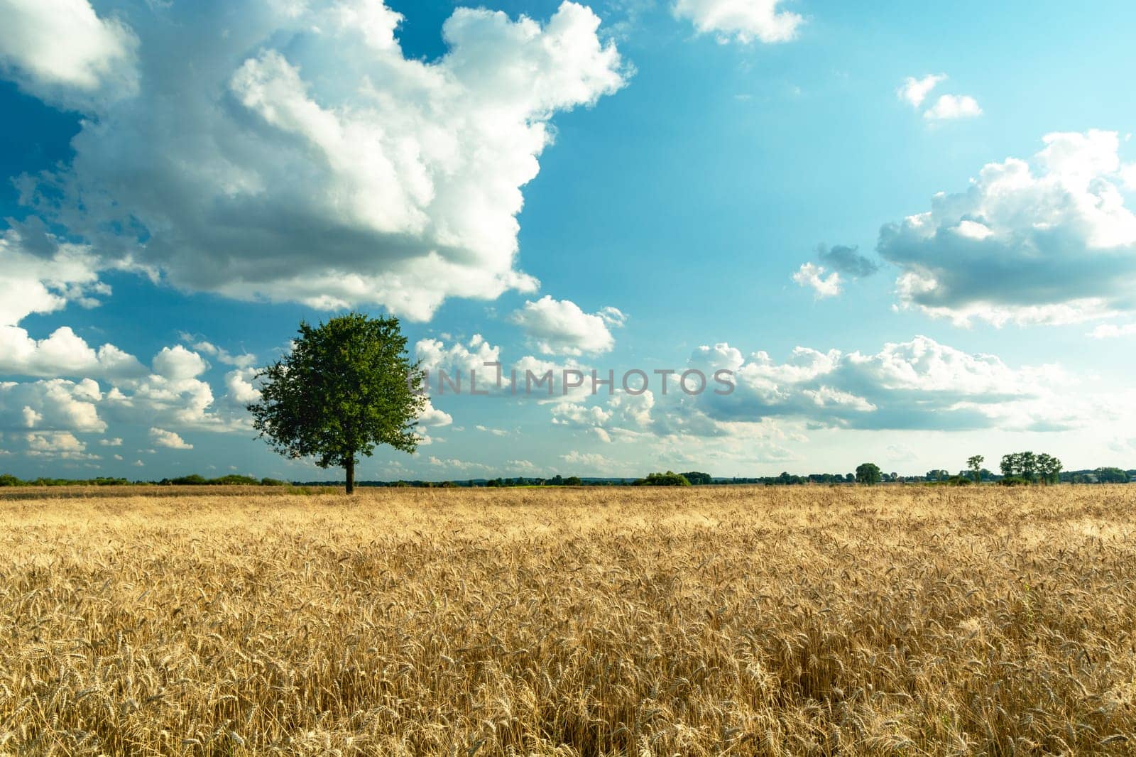 Field with grain, tree and white clouds on the blue sky