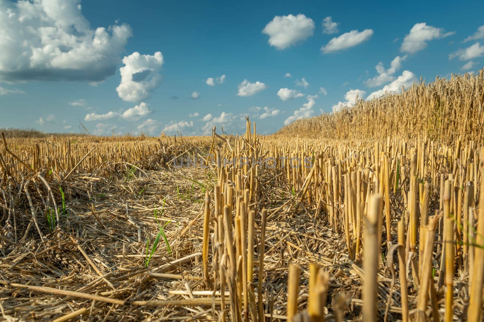 A stubble and white clouds against a blue sky, low prospect