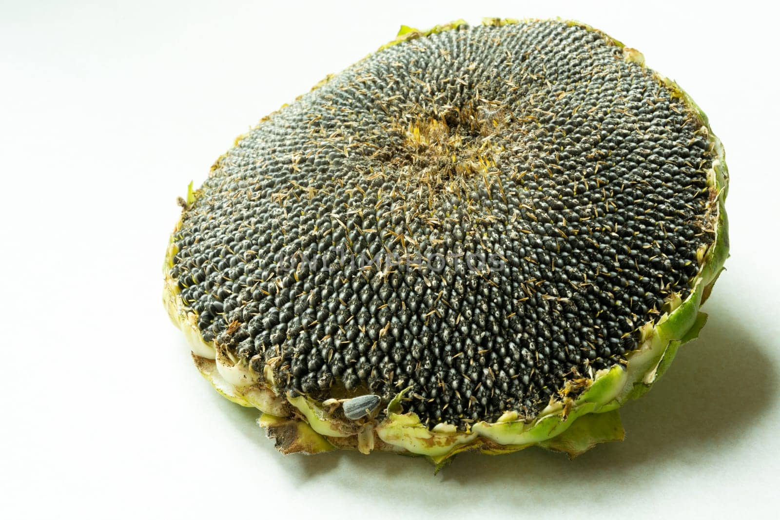 A large sunflower with seeds isolated on a white background