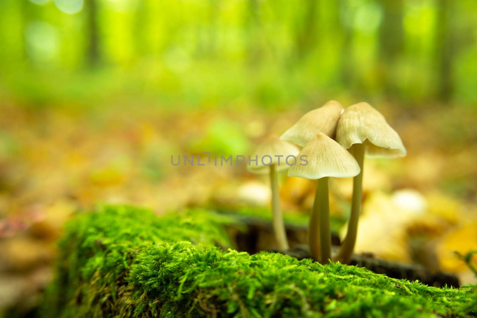 Wild mushrooms growing on a stump in the green moss