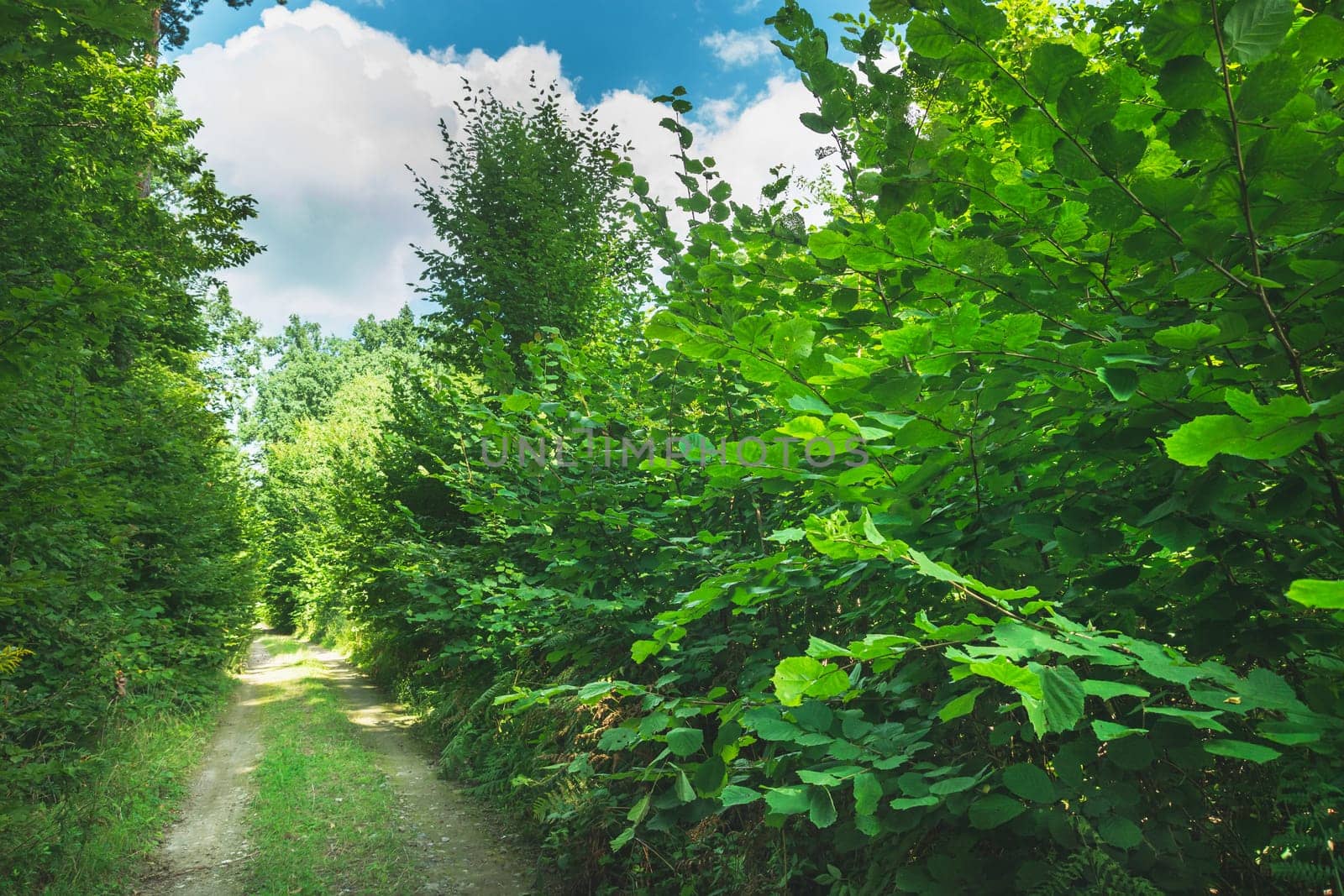 Dirt road through a dense green forest, summer day