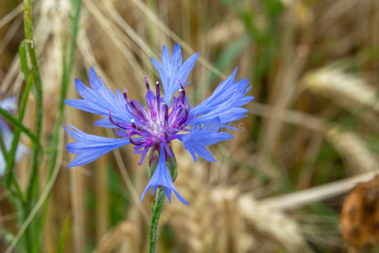 Flower of blue cornflower in golden grain, summer view